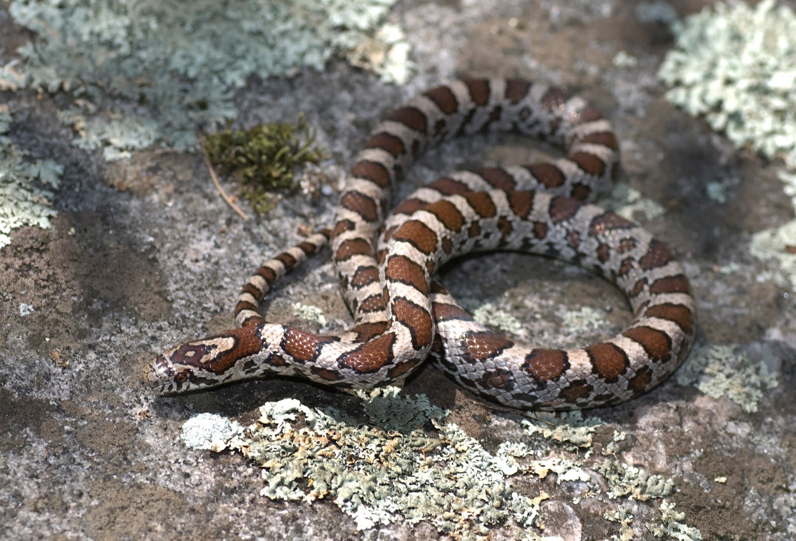 Explorations of an Ecologist: The snakes of Ontario - part 3