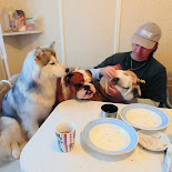 Почему нельзя кормить собак со стола