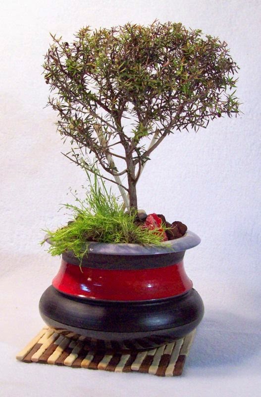 Handmade Ceramic Bonsai Pots By Matthew Kennedy