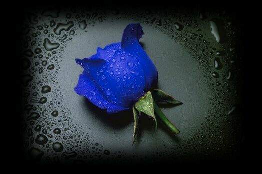 blue rose elegant flowers 2