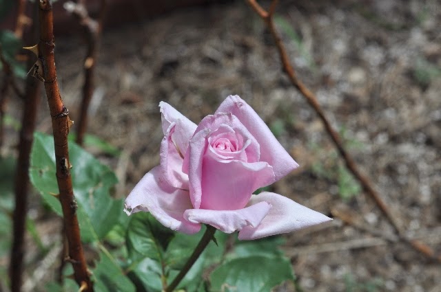 roses coloradoviews.filminspector.com