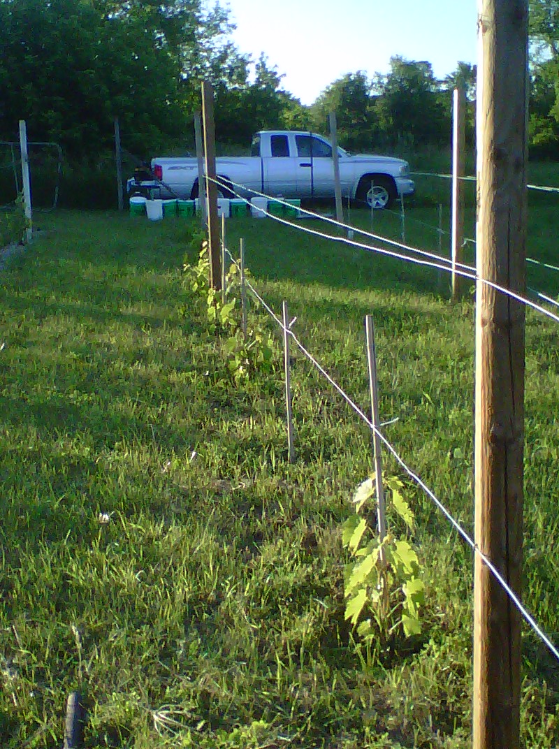 Northern Grapes vineyard trellis