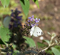 Ferida moth