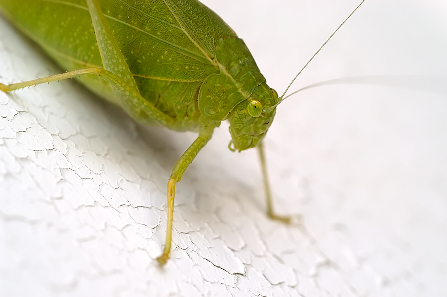 Baby Leaf Bug Imprisoned In My Bones Ivy The Leaf Bug