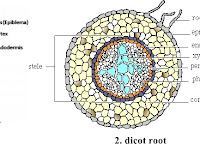 Root Diagram Root Diagram