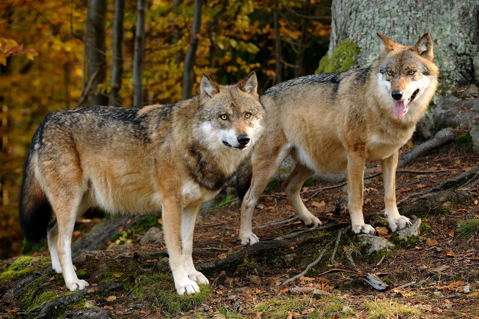 Avi-Lezennl - Kinderen