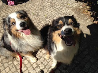 Australian Shepherd dog trekking in Oeiras