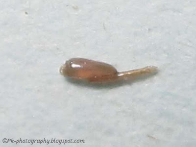 Head Lice Eggs/Nits