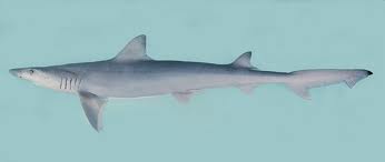 Atlantic Weasel Shark