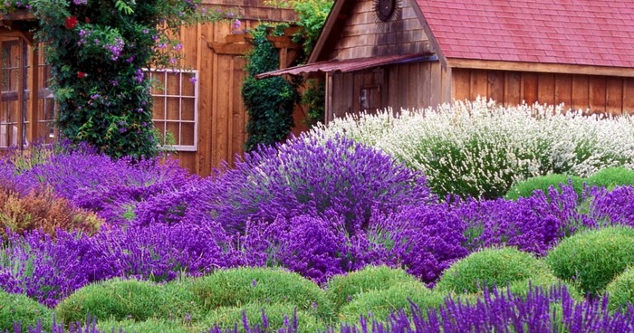 My Amazing Things Blog: Beautiful flower garden photos