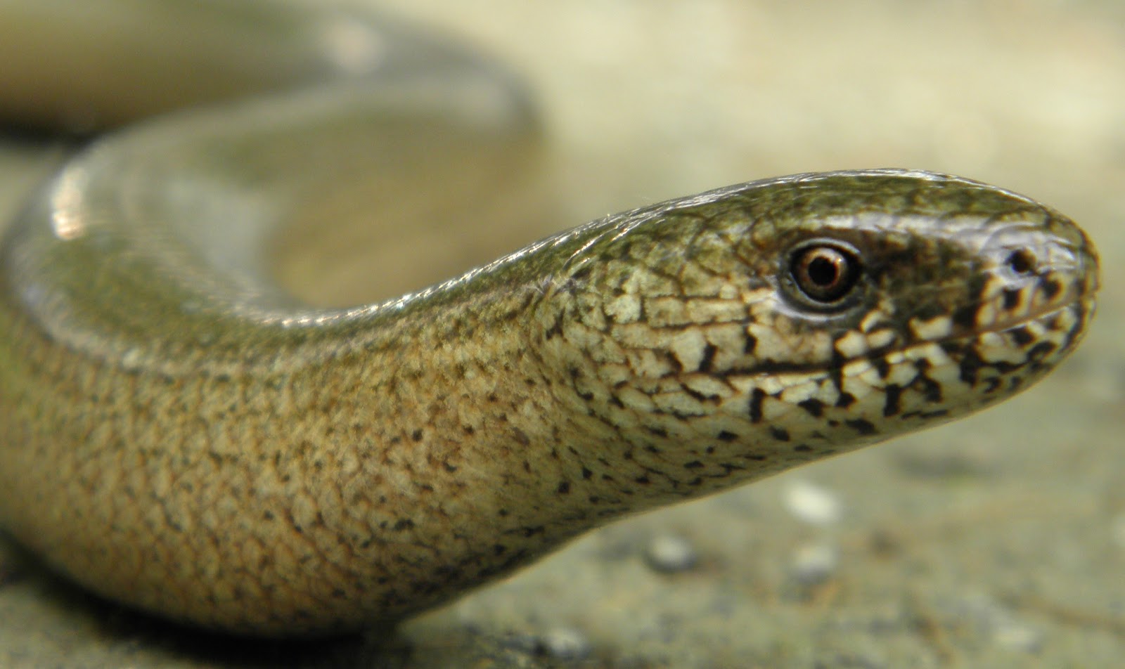 Die Natur Weilmunsters Vi Reptilien Die Schlangen Und