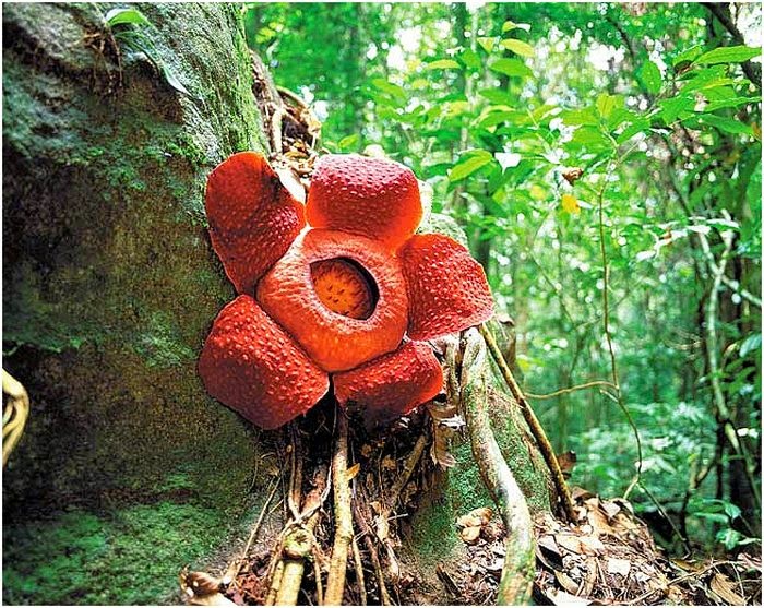 Plants in danger The biggest and unusual rare plants in the world