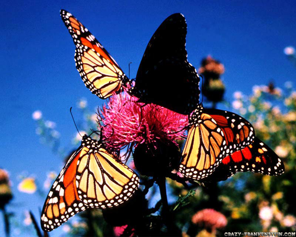 butterfly wallpapers