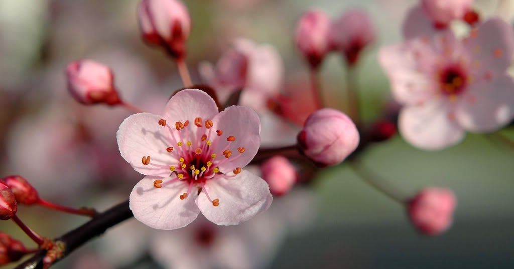 Contoh Report Text Tentang Bunga Sakura Beserta Terjemahannya Informasi Seputar Tanaman Hias