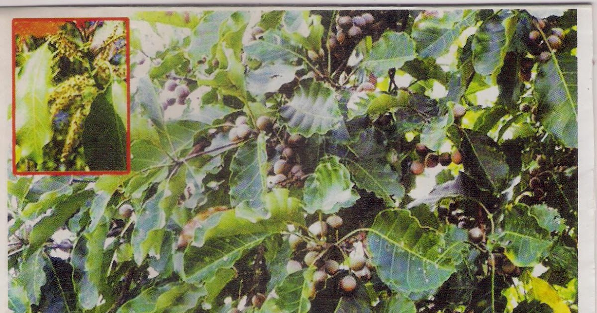 DR . ELCHURI RECIPES WITH THANI CHETTU ( BEDDA NUT