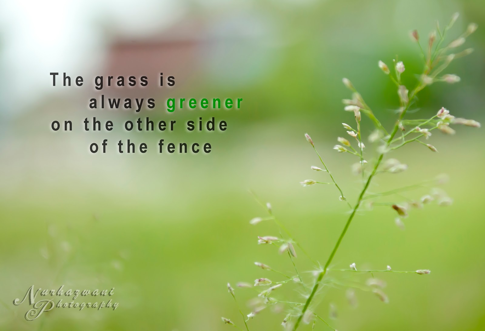 The grass is always greener on the other side short story picture