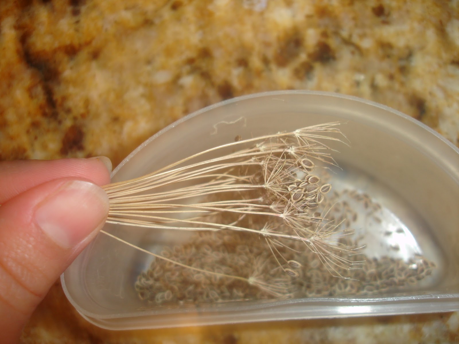 Our Provident Life Harvesting Dill Seed