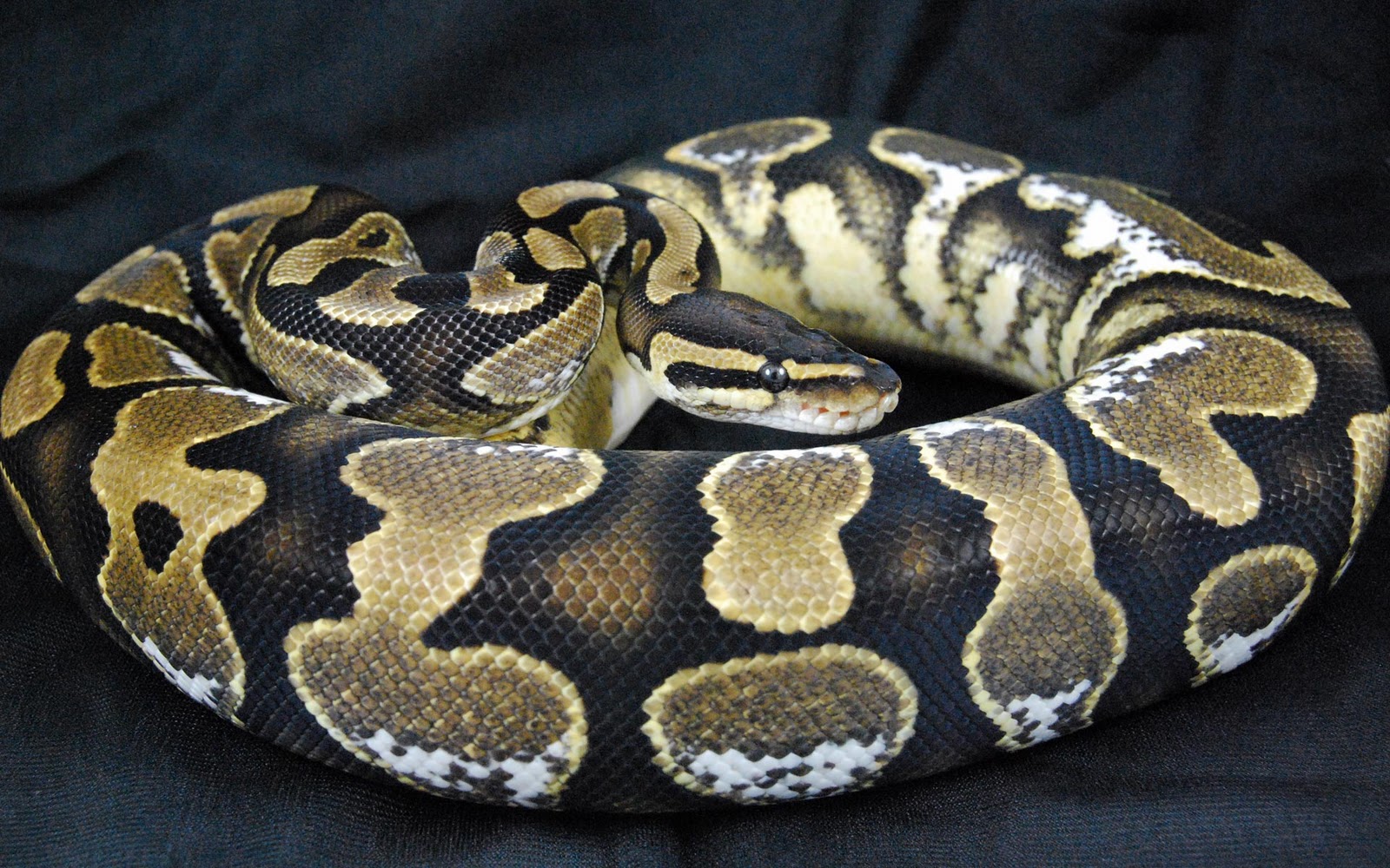 http://2.bp.blogspot.com/-YOZxddhMDyU/TkQ6rhY4tvI/AAAAAAAAB5Y/sWDO52suASo/s1600/The-best-top-desktop-snake-wallpapers-hd-snakes-wallpaper-20-bull-snake-gopher-snake.jpg