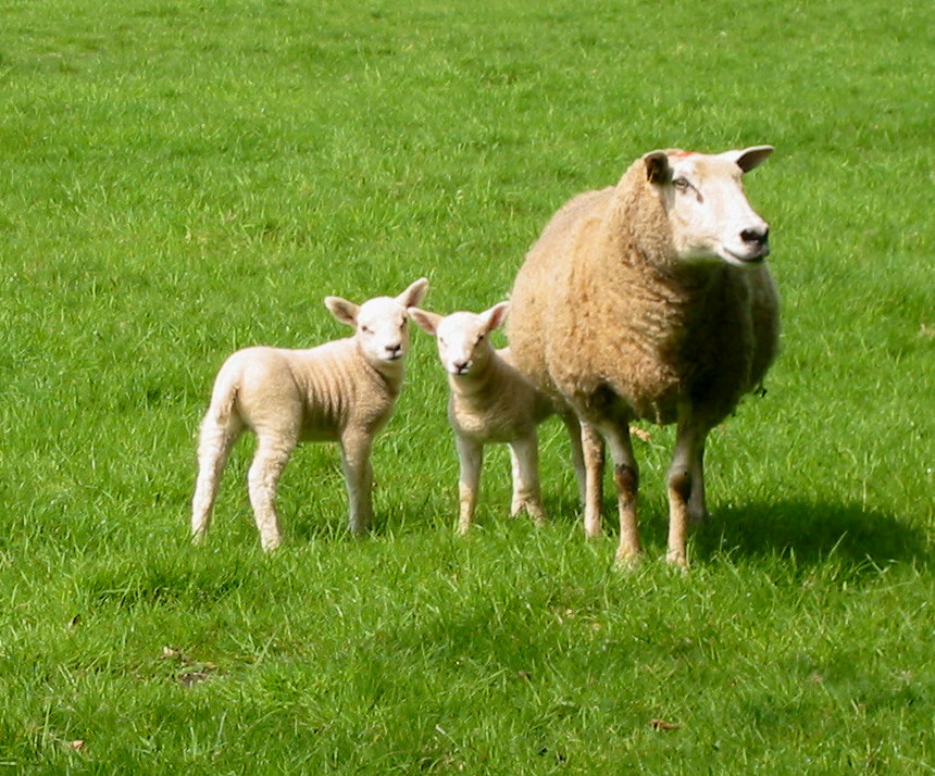 Rikarose Wo Es Bluht Hat Die Sehnsucht Ein Ende Monika Minder