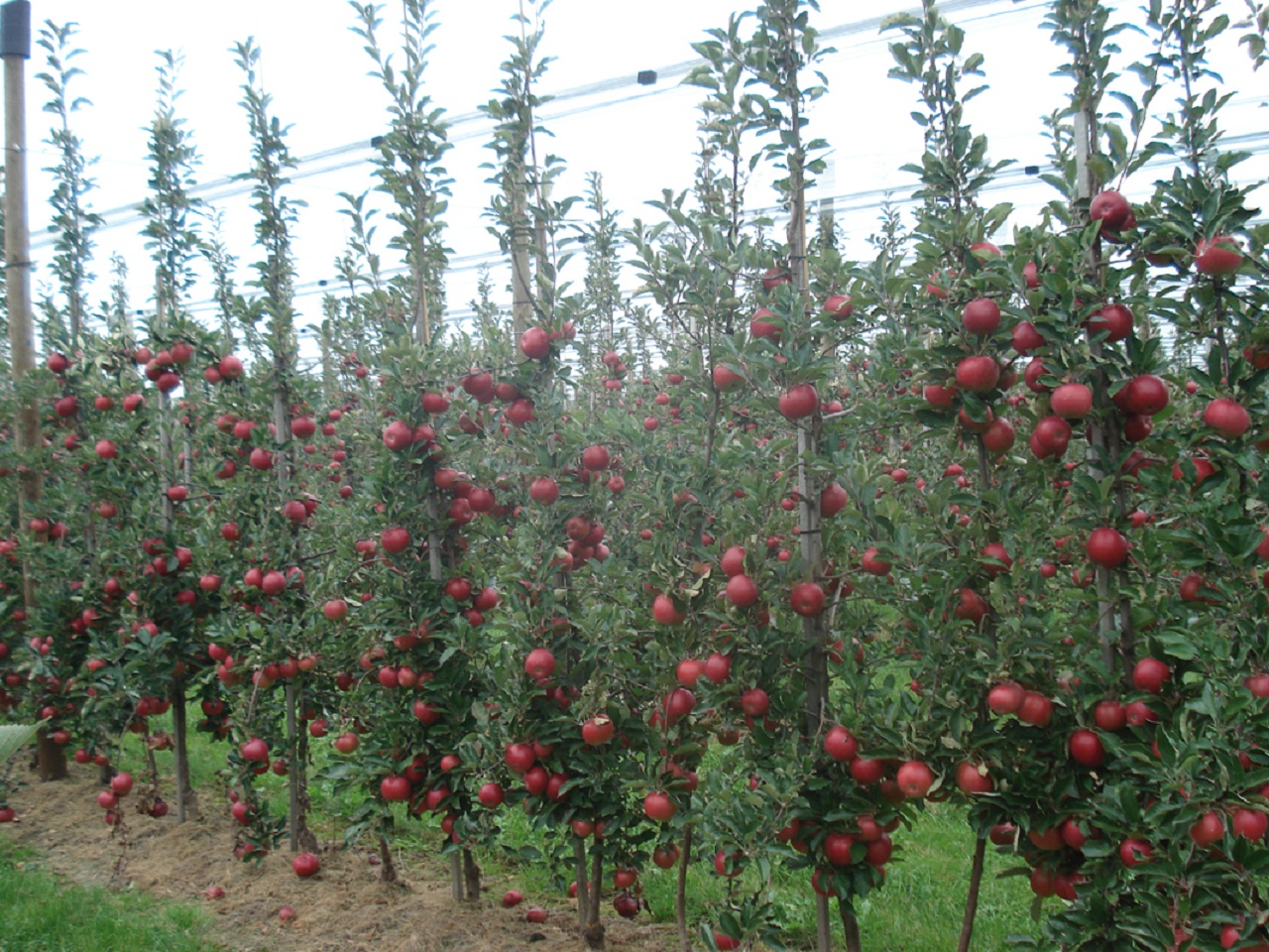 betül fidancılık