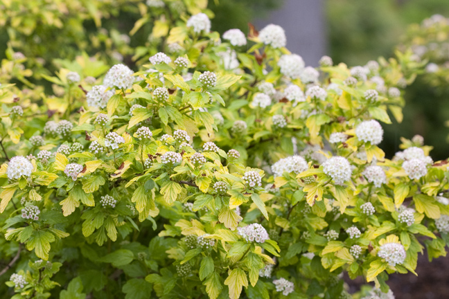 The Plant Hunter Trial Garden Update