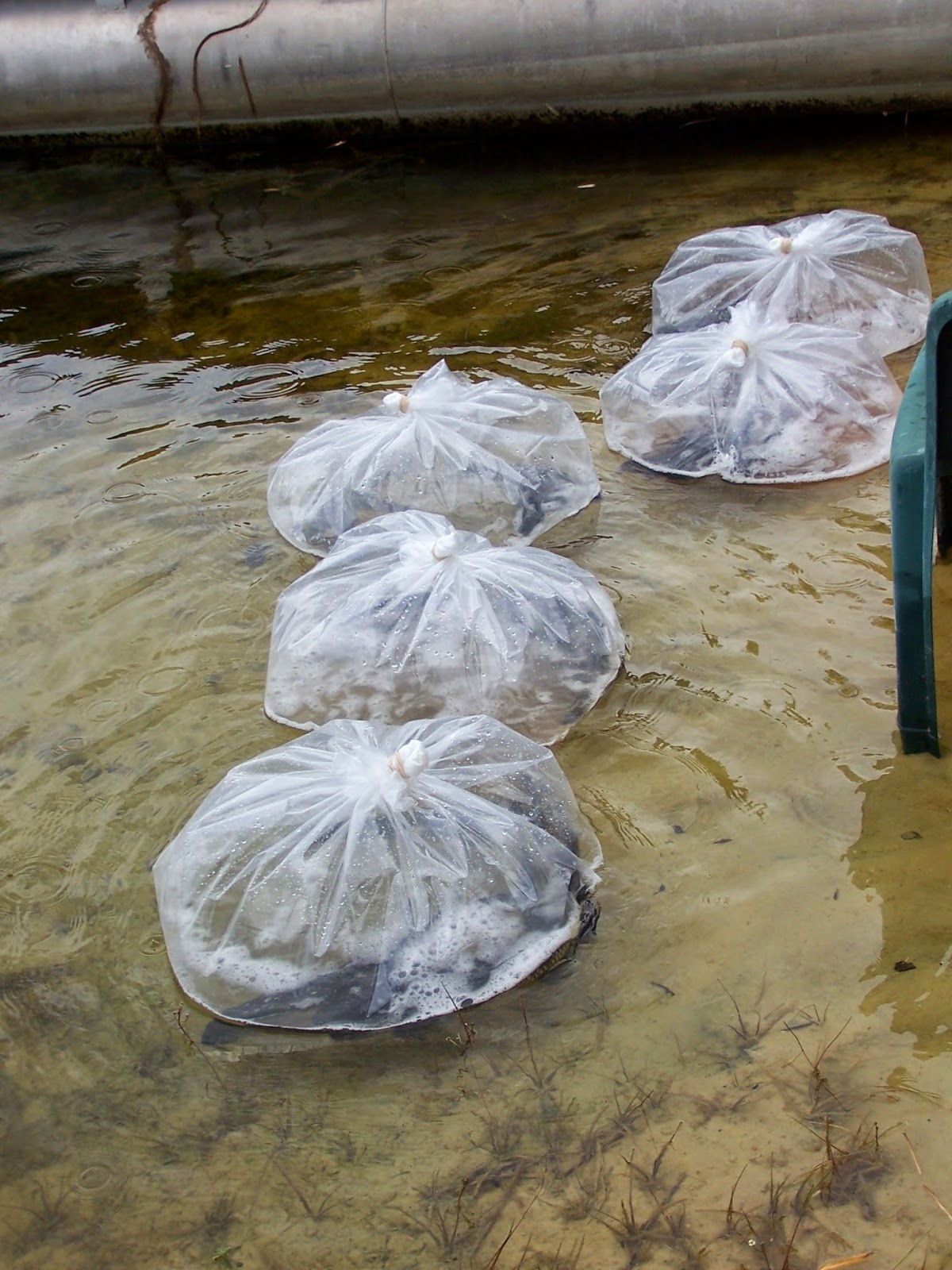 Simply Living Weedeating fish cleaned our lake