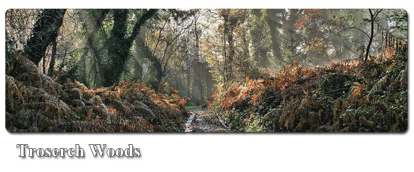 Troserch Woods