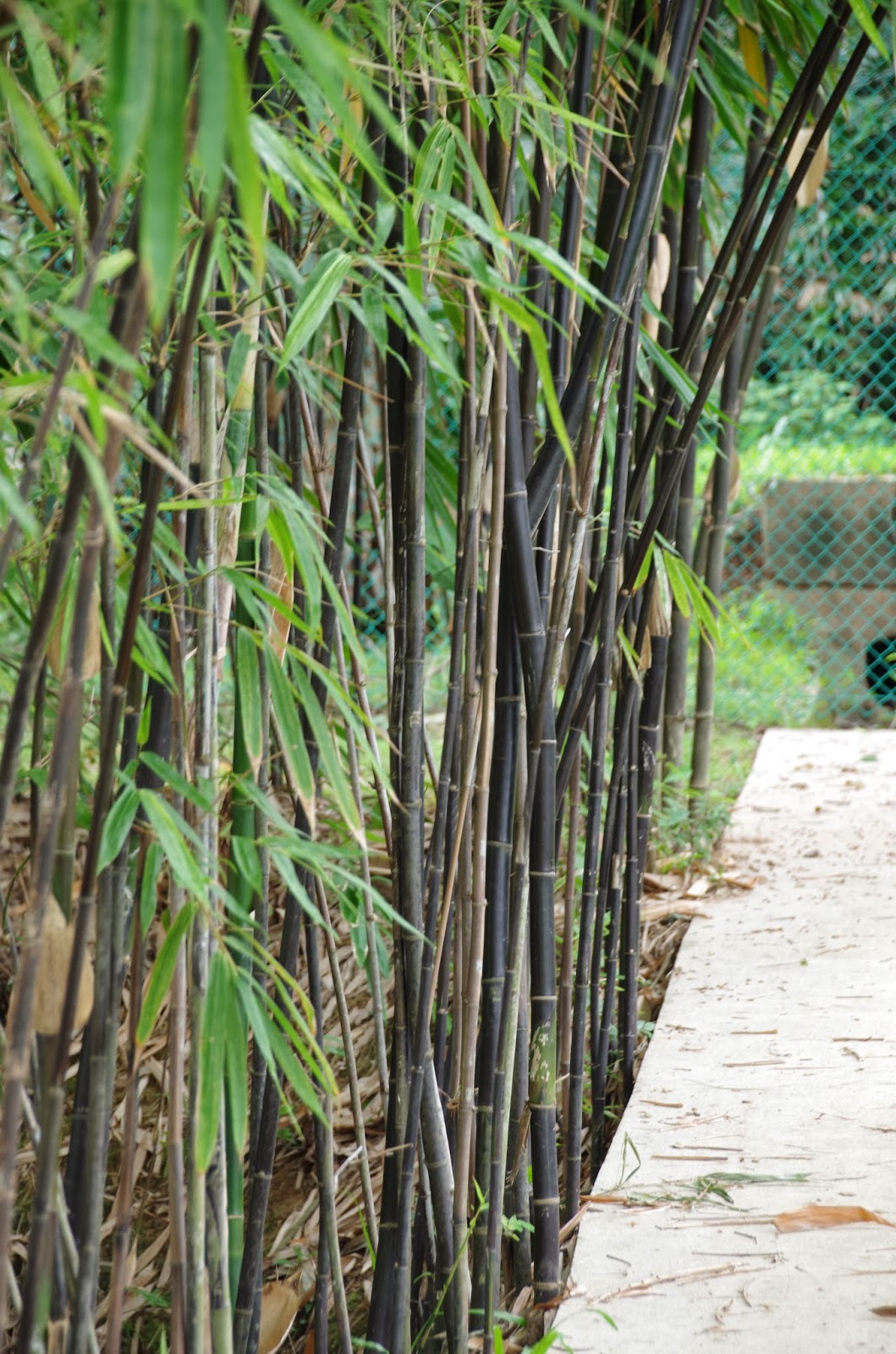 Trees and Plants Black Bamboo