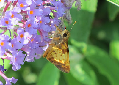 Fiery Skipper, Hylephila phyleus 2