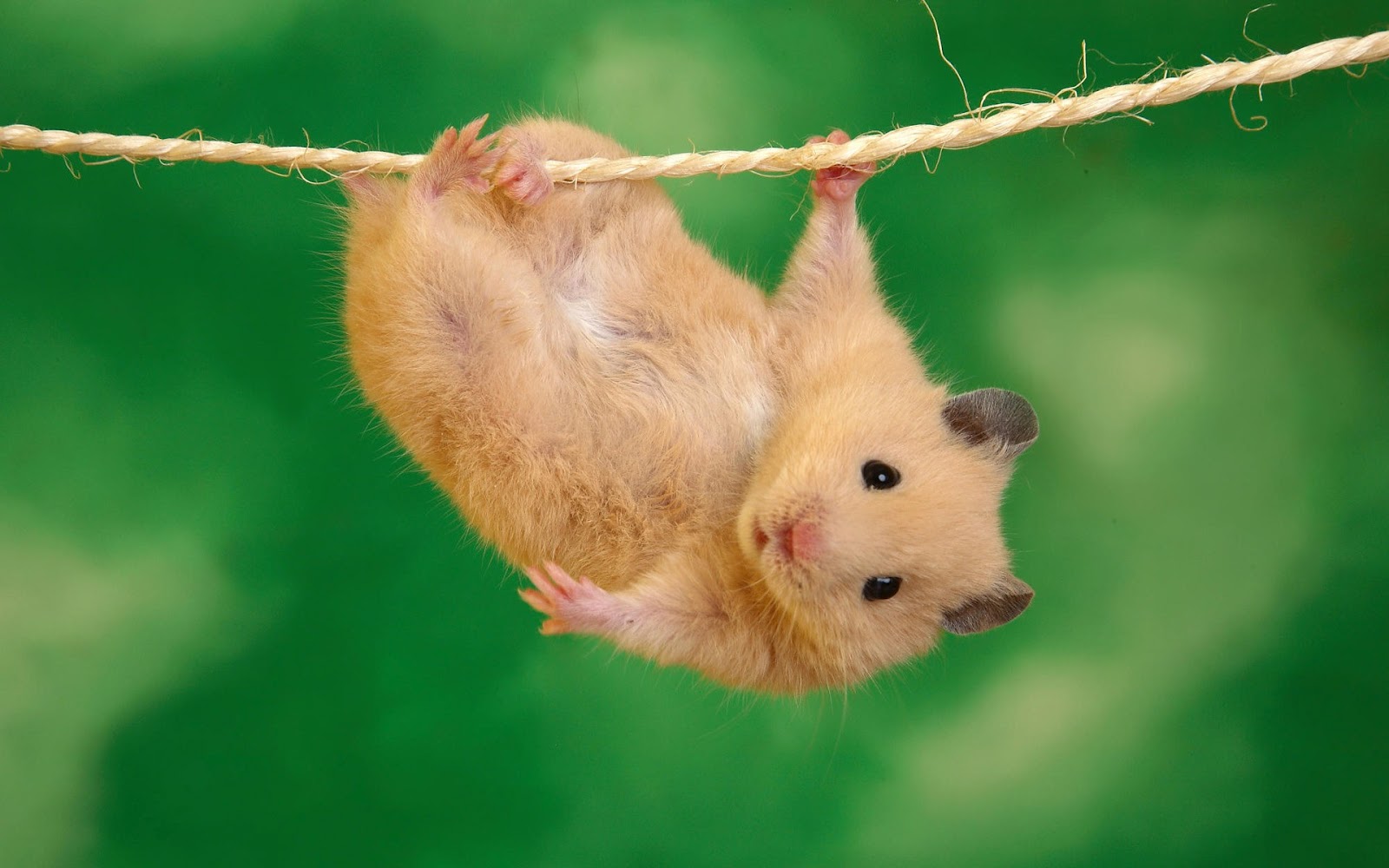 Funny Animal Wallpapers | Top HD Wallpapers