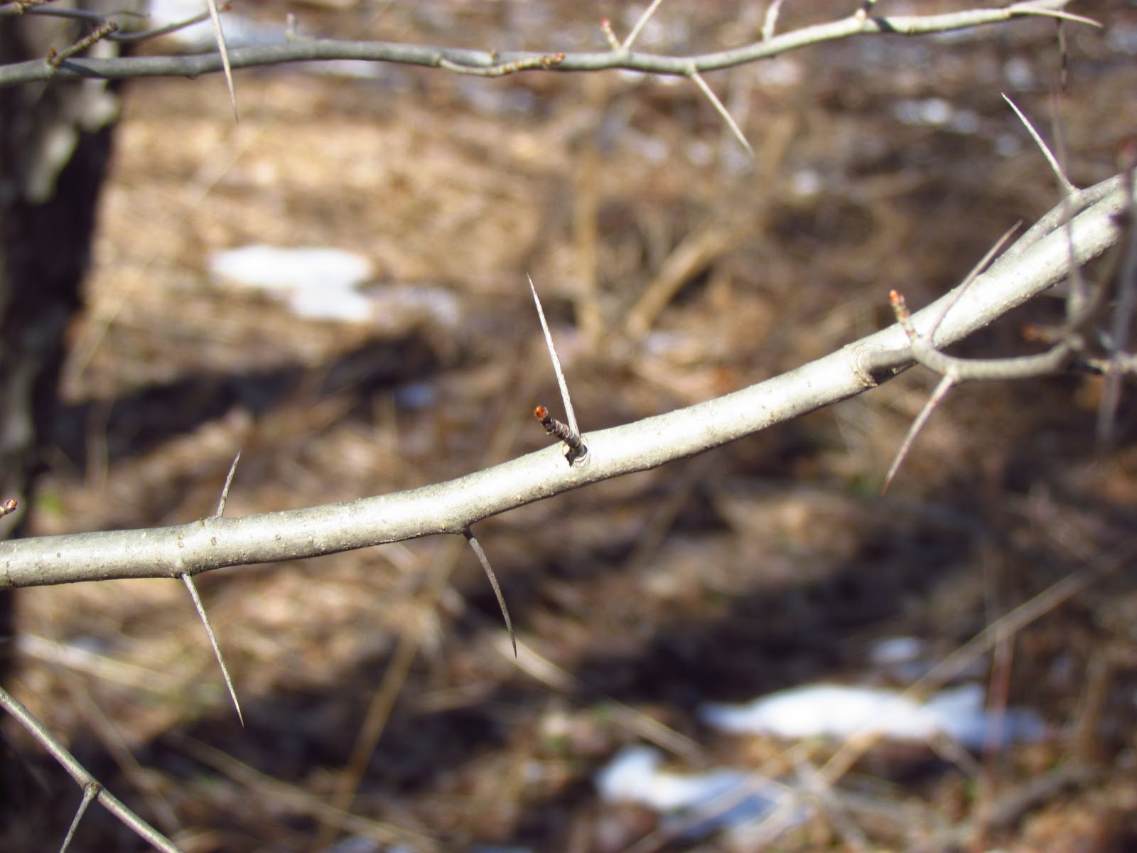 Survey of the Land Hardwood tree identification