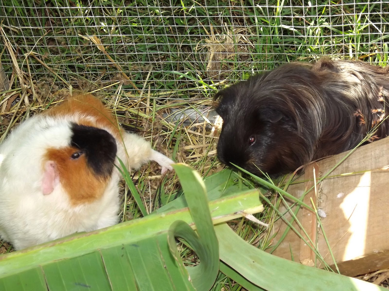 My Cavy Kingdom Guinea Pigs Like All Types Of Leaves
