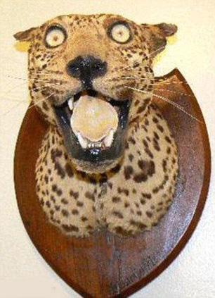 Taxidermy-Leopard.jpg