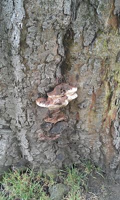 Chestnut Tree Brockwell Park