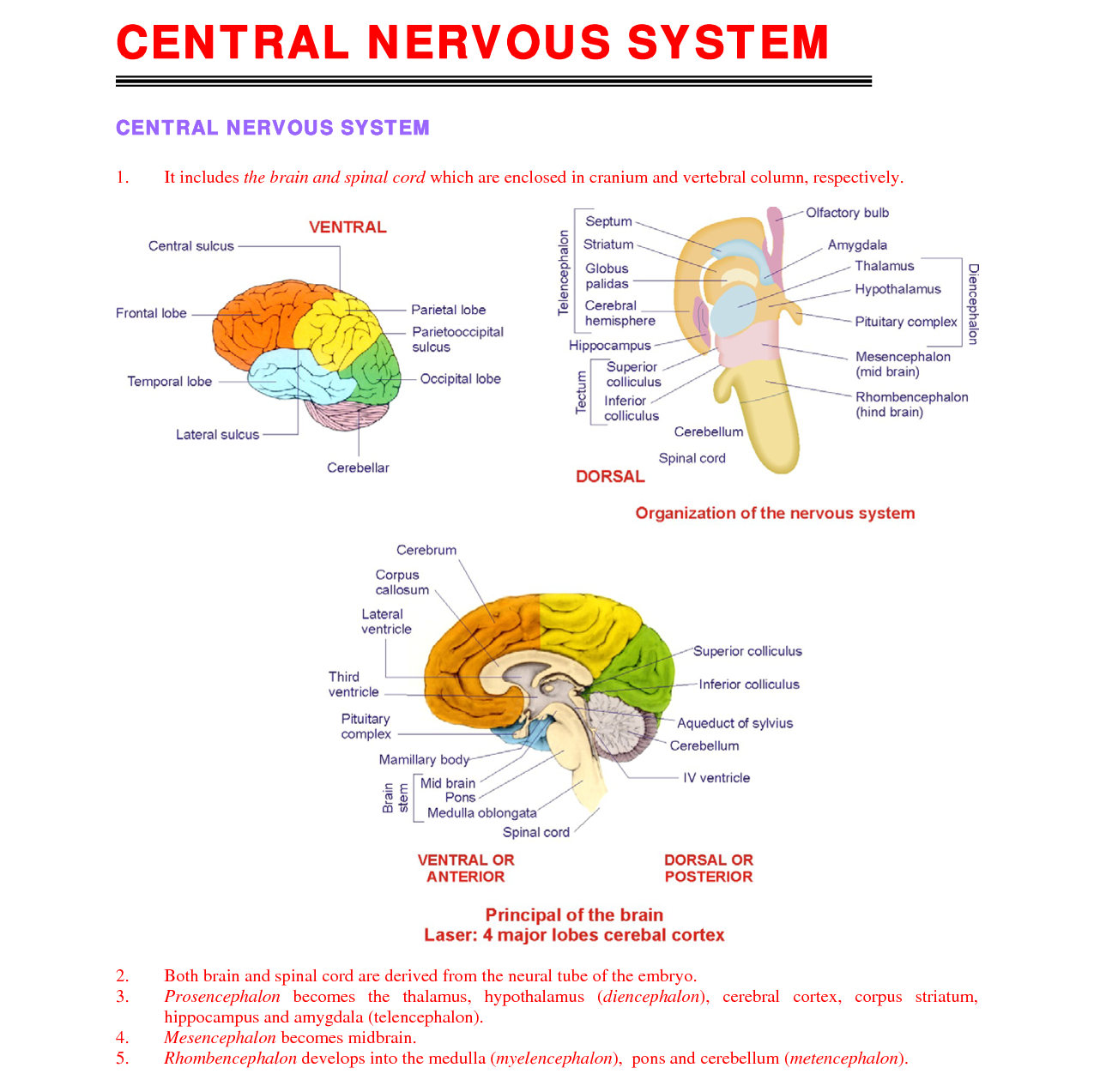 essay questions on central nervous system essay questions on central nervous system
