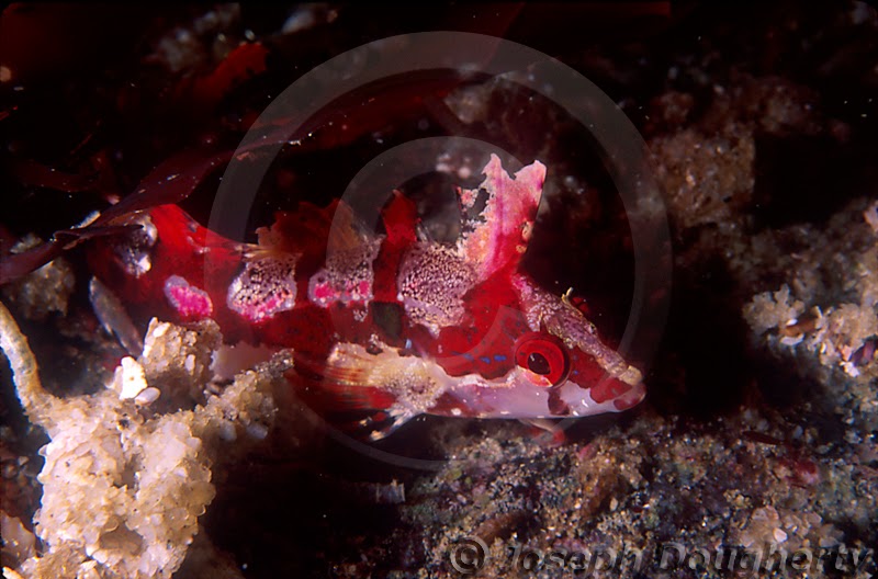 Crevice Kelpfish (Gibbonsia Montereyensis)