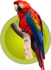 Guacamaya Bandera (Ara Macao)