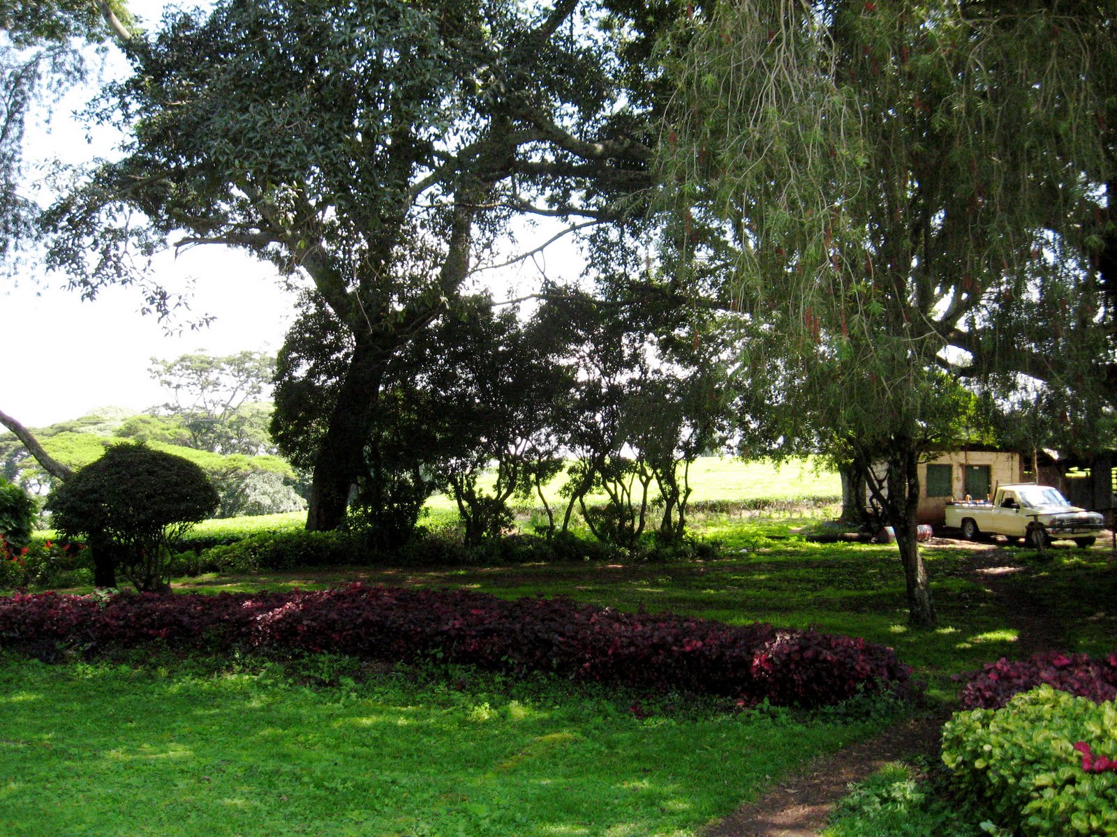 Kenya IUPUI 2011 Nandi Tea Estate & Kapsimotwo Gardens Nandi Hills, Kenya