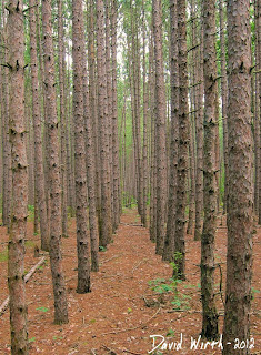 pine tree rows, planted in line, workers