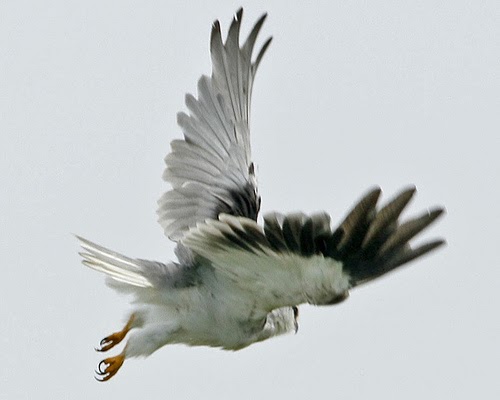 MAZHABMAZHAB DALAM FILSAFAT HUKUM Notariat UNDIP Kelas B2