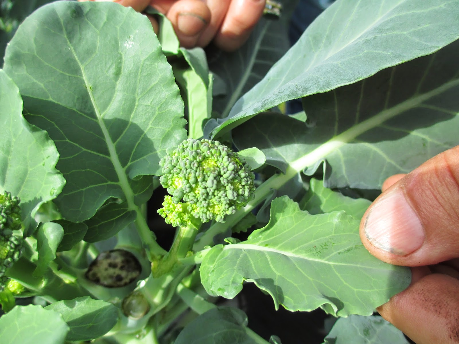 Maple Hill 101 Harvest Time SeriesBroccoli Tips