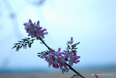 Peach in Giang Son Mary hill