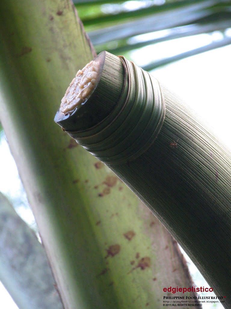 INOPACAN, LEYTE and the INOPACNONS Tuba the ever popular coconut red