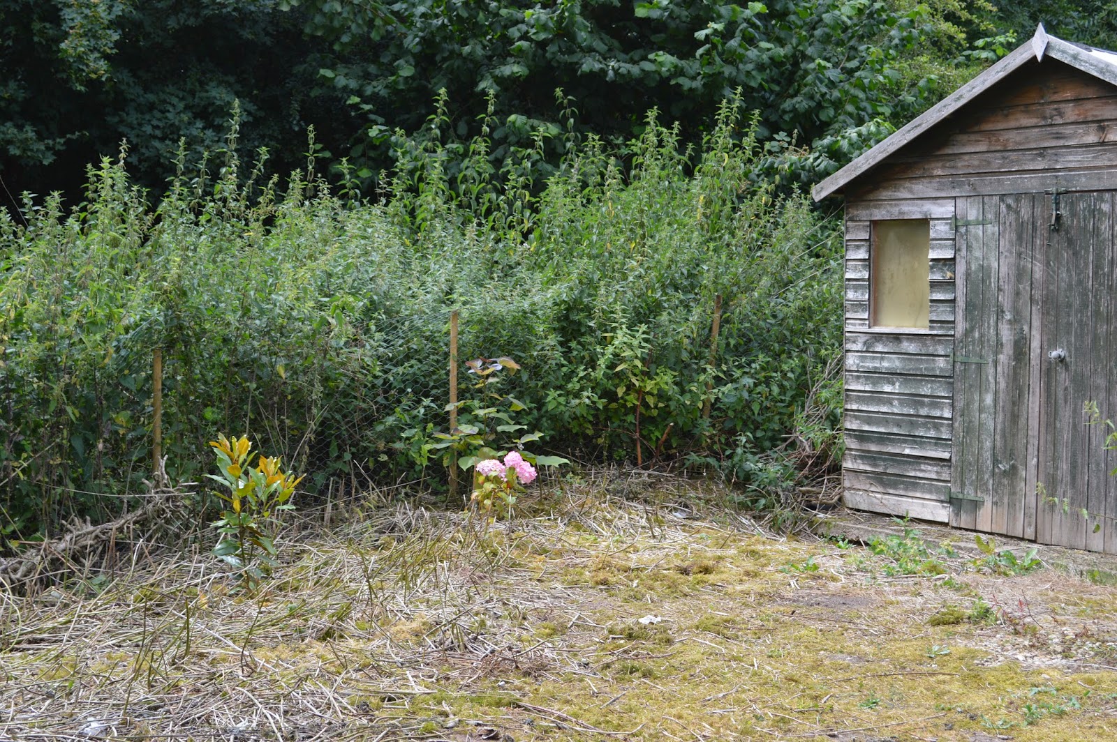 Bonney Lassie Hydrangea Quercifolia On A Frosty Morning