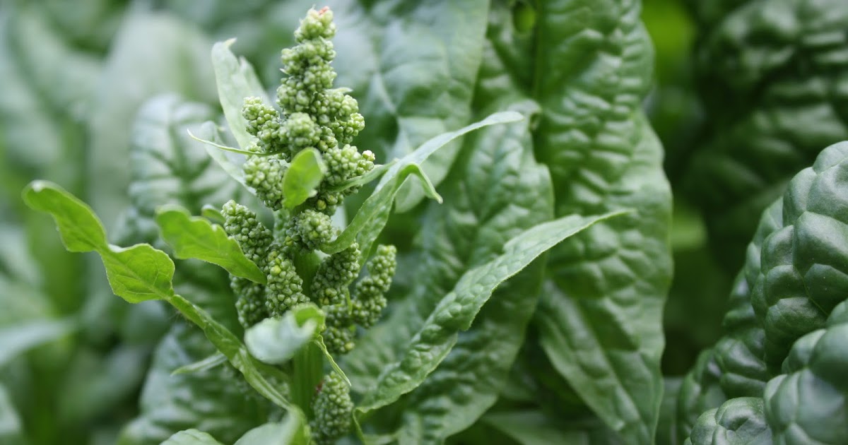 The Redeemed Gardener Bolting Spinach