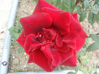 Rosa roja.