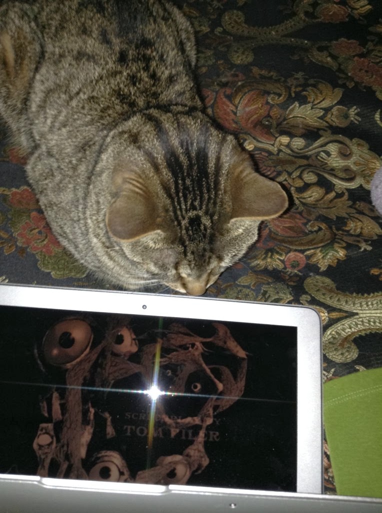 Get The Cat To Love You How Cats See Us