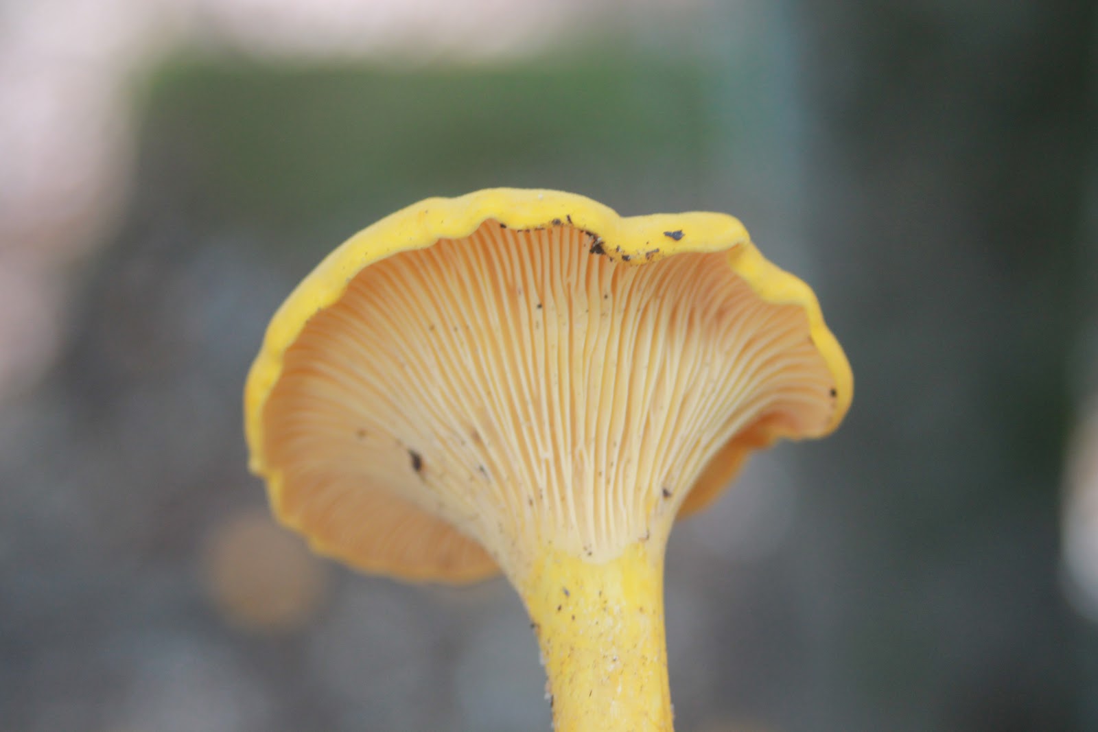 Just a Mom Outside Love at First Taste