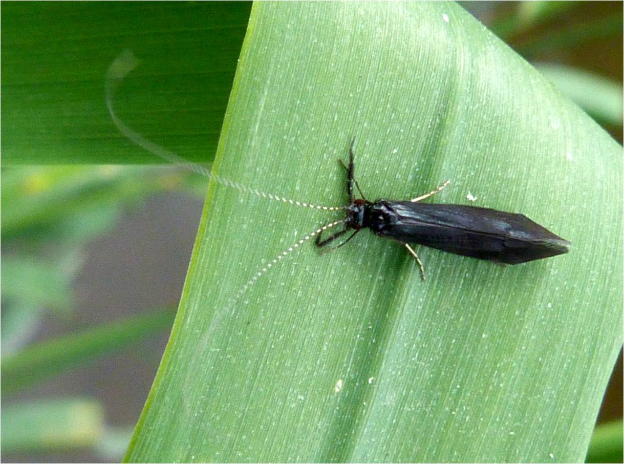 Insects of Scotland Caddisflies