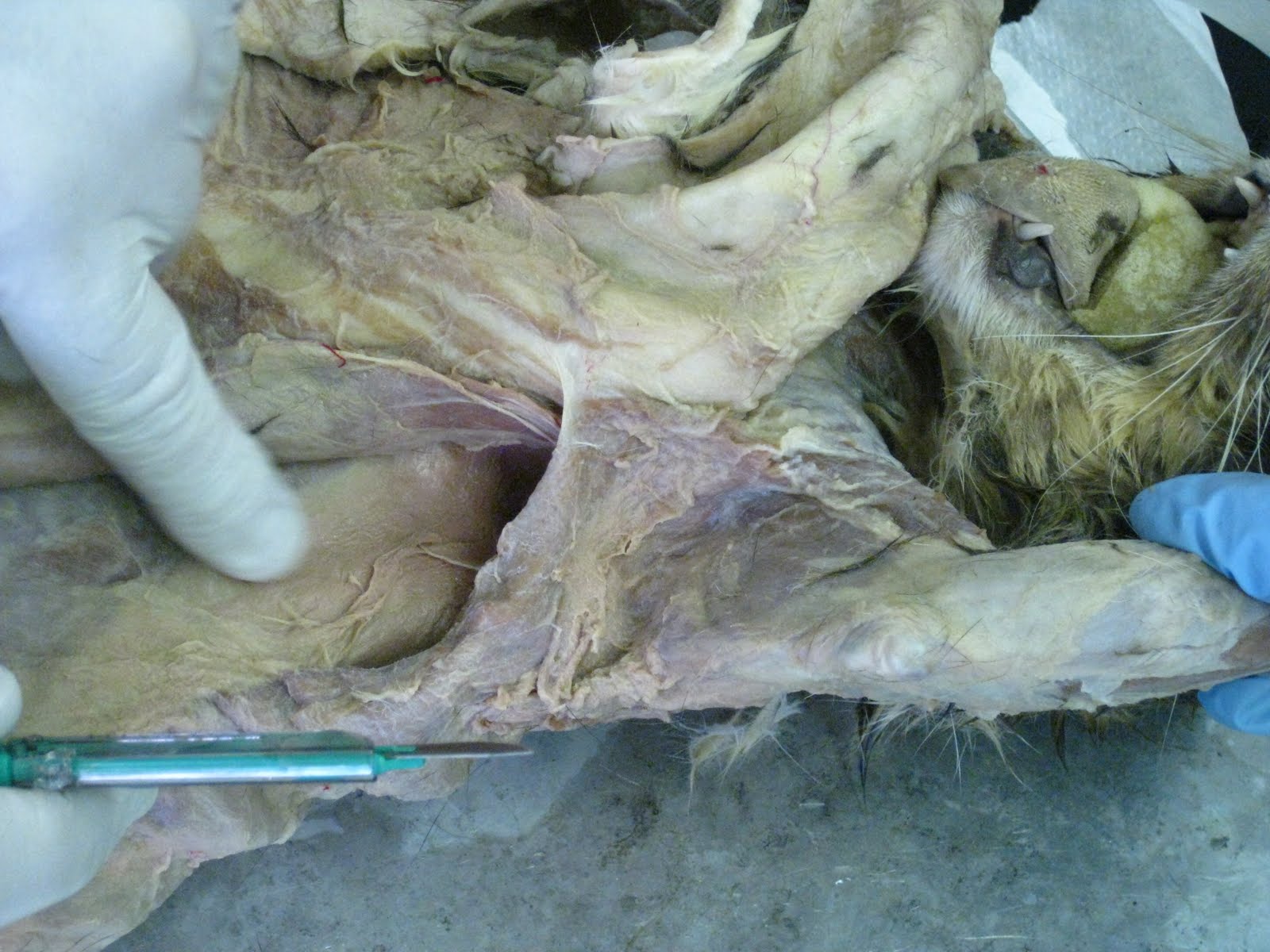 Kitty Cadaver: Cat Muscles - latissimus dorsi (anterior view only)